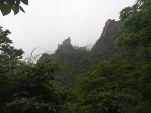 云雾缭绕的山林景致