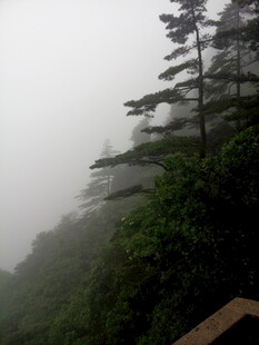 云雾缭绕的山林景致