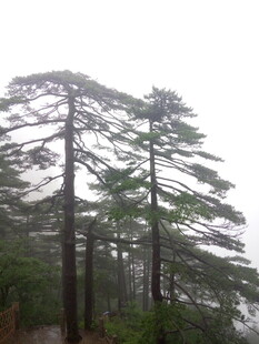 山间挺拔松树景色