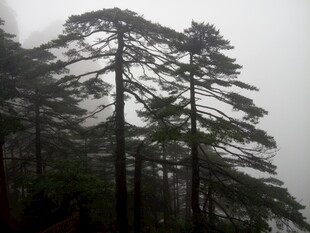 雾中挺拔松树景观