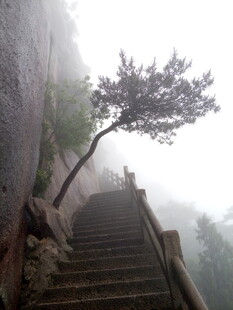 雾中孤树伴石阶