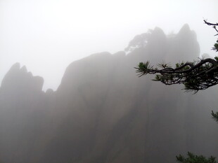 雾中黄山景 孤松傲立