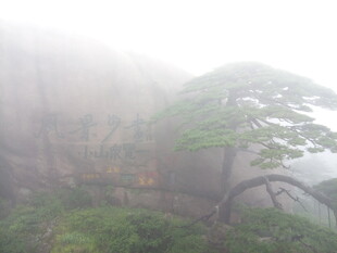 雾中峻岭孤松景