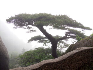 雾中孤松傲立