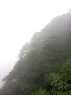 云雾缭绕的葱郁山林