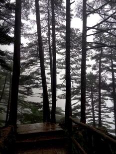 林间木栈道 静谧森林景致