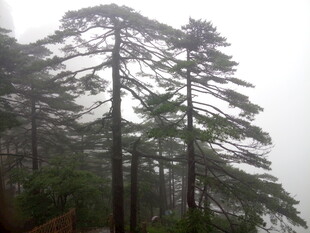 云雾中的挺拔松树