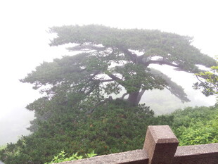 雾中挺立的苍松