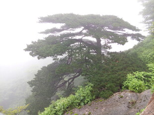 雾中挺立的山间苍松