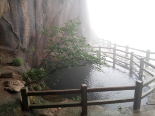 雾中栈道旁的绿植景观