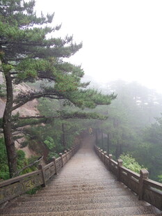 雾中栈道旁的苍松