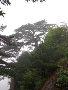 山林云雾间的葱郁景致