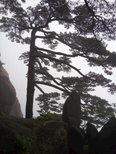 黄山奇峰上的挺拔松树