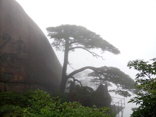 雾中孤松倚石景