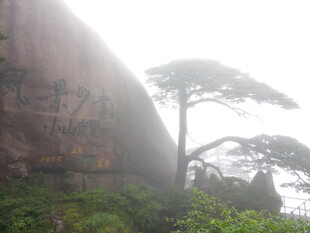 雾中孤松倚巨岩