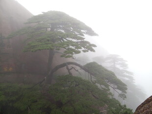 云雾中的黄山奇松