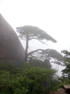 雾中黄山奇松景观