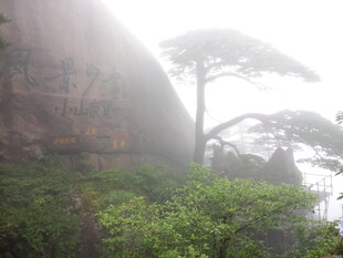 云雾中的孤松与山石景观