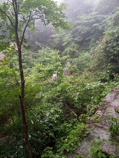 山林间的雾霭绿意景致