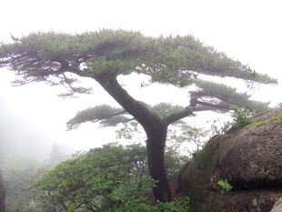 云雾中的苍劲松树