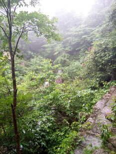 山间雾中绿意盎然小径