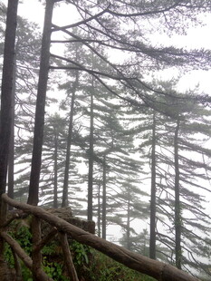 山林间挺拔的树木景观