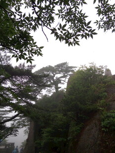 山林云雾间的绿意景致