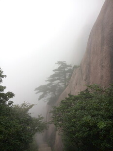 雾中峻岭旁的葱郁绿植