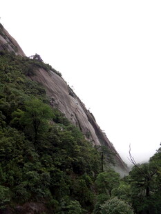 陡峭山壁旁的葱郁植被