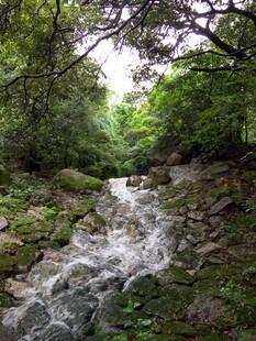 山间溪流 绿意盎然的景致