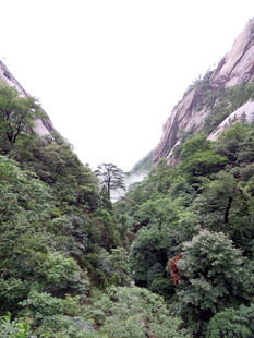 山间葱郁植被景观