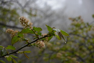 雨中绽放的清新花枝