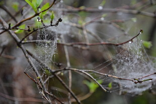 树枝上的白色蛛网