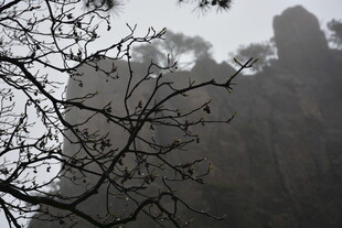 雾中峻峭山峰与稀疏树枝