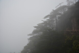 云雾缭绕中的山林景致