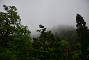 云雾缭绕的森林景致