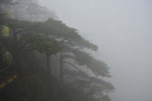 雾中黄山松景