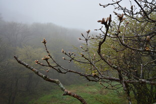 雾中朦胧树枝景