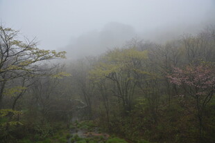 山间迷雾中的葱郁树林