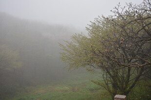 雾中葱郁树木景观