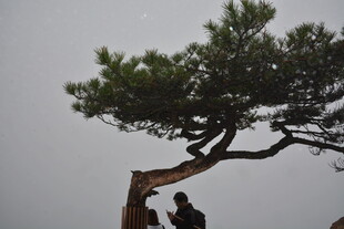 孤松挺立 一人树下静赏