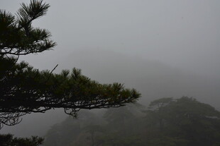 雾中松景 山林朦胧意境