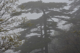 雾中苍松 尽显山林静谧