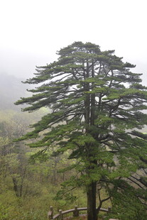 雾中挺拔的翠绿松树