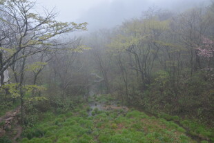 雾中山林景色