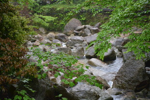 山间溪流与繁茂植被景观
