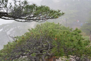 雾中苍松展遒劲风姿