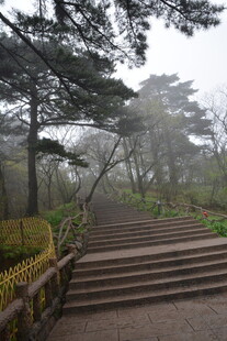 雾中林间石阶步道景致