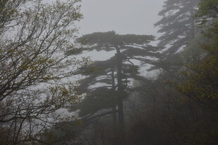 雾中松林 静谧自然之景