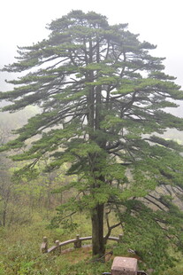 山间挺拔松树景观